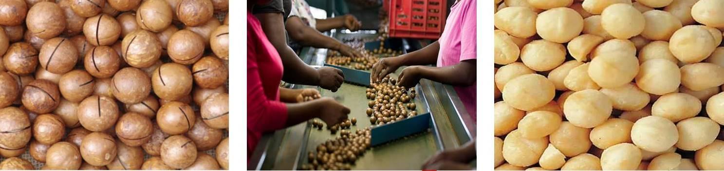 Macadamia Machinery 4
