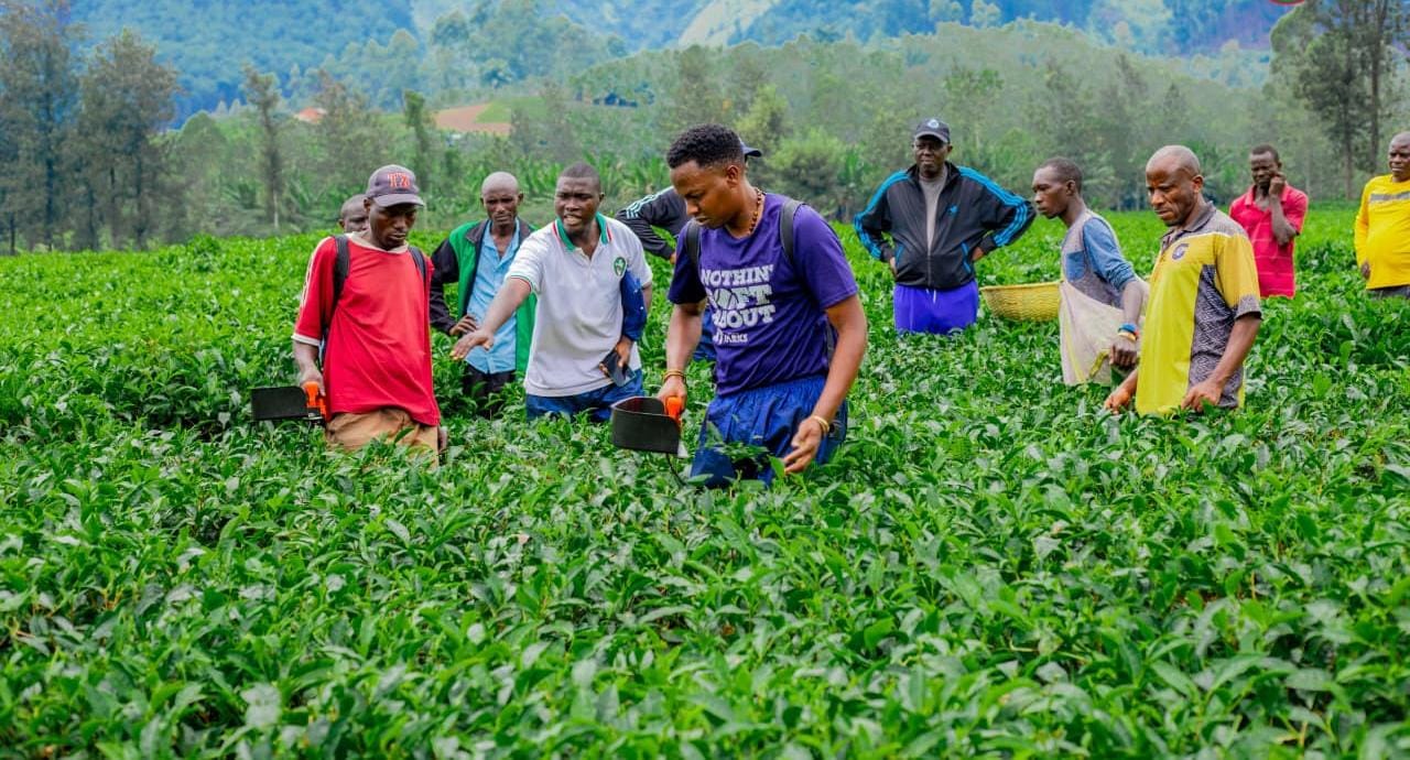 African Tea Production - Magnificent Suppliers