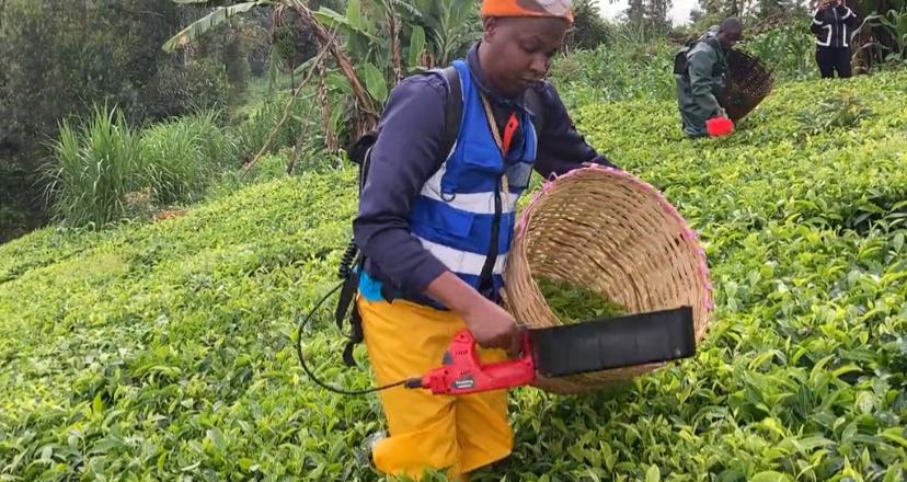 Manual vs Machine Tea Harvesting in Kenya